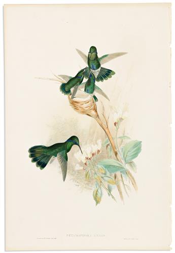 (BIRDS.) John Gould. Group of 3 hand-colored lithographs of hummingbirds